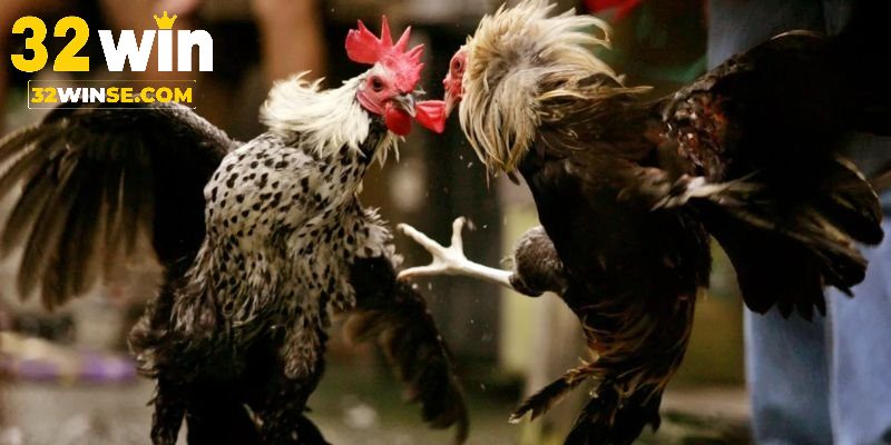 Các hình thức cược đá gà được ưa chuộng ở 32win