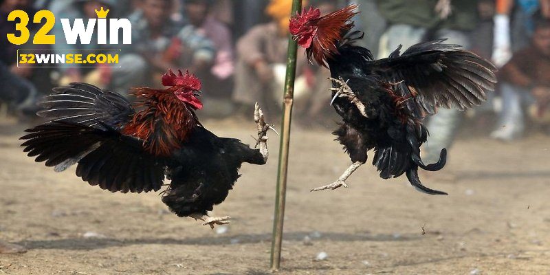 Khái quát một vài thông tin về đá gà 32win