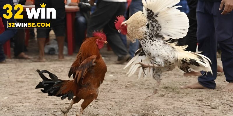 Lợi ích hội viên 32win nhận được khi cược đá gà