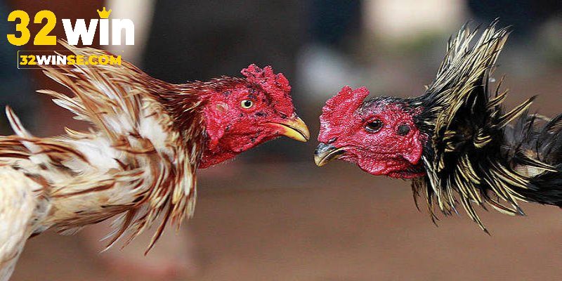 Lưu ý khi áp dụng các luật chọi gà miền Bắc