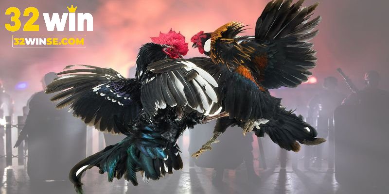 Luật đá gà miền Bắc