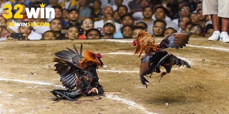 Lý do người chơi cần hiểu thuật ngữ đá gà