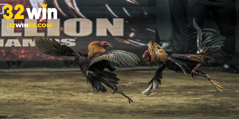 Một số thuật ngữ quen thuộc trong đá gà tại 32win