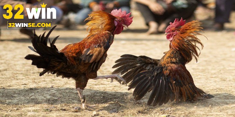 Một vài thông tin cơ bản về trực tiếp đá gà Thomo