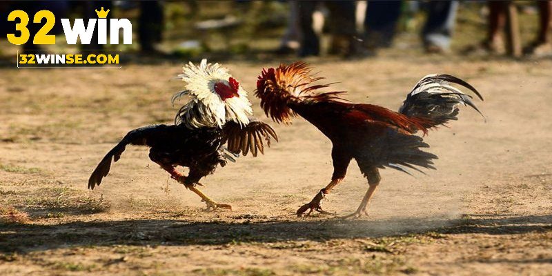 Kinh nghiệm đặt cược chọi gà Thomo từ 32win