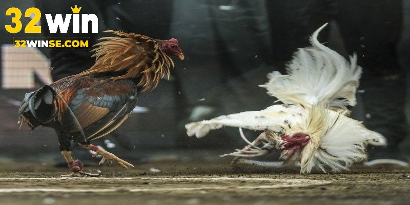 Ưu điểm khiến các trận chọi gà Thomo được yêu thích